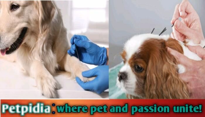 Acupressure Points For Dogs Pain Relief Guide