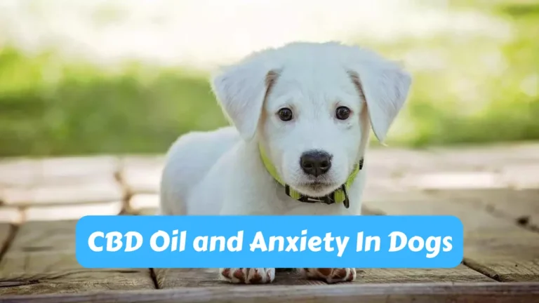 Best Cbd Oil For Dogs With Anxiety Review