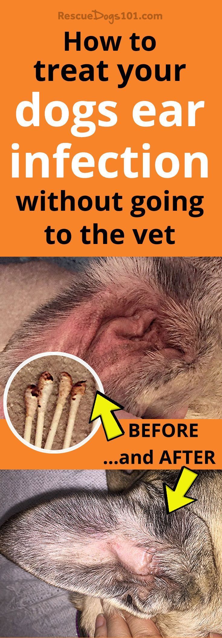 Home Remedy for Dog Ear Infection Without Vet: Safe, Effective Natural Solutions You Can Try Today