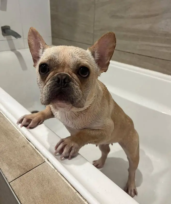 How Often Should You Bathe A Dog Naturally A Complete Guide For Pet Owners