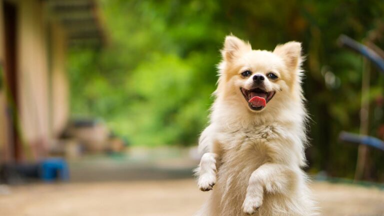 How To Build A Dog Immune System Naturally