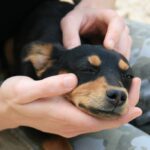 How To Deworm A Dog Naturally At Home