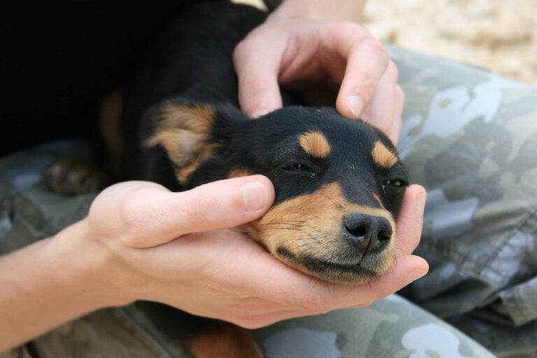 How To Deworm A Dog Naturally At Home