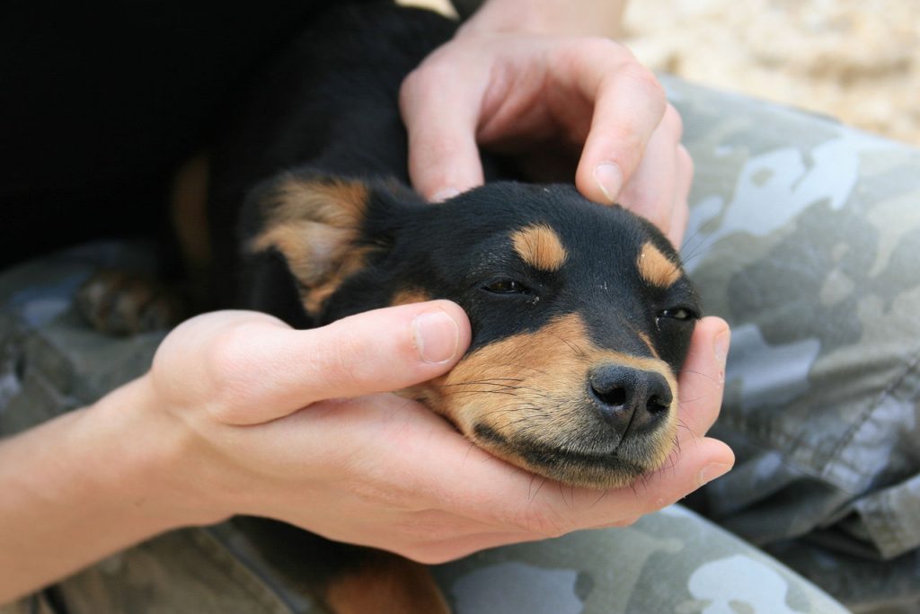 How To Deworm A Dog Naturally At Home