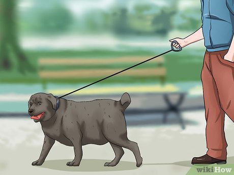 How To Help A Dog Lose Weight Naturally At Home
