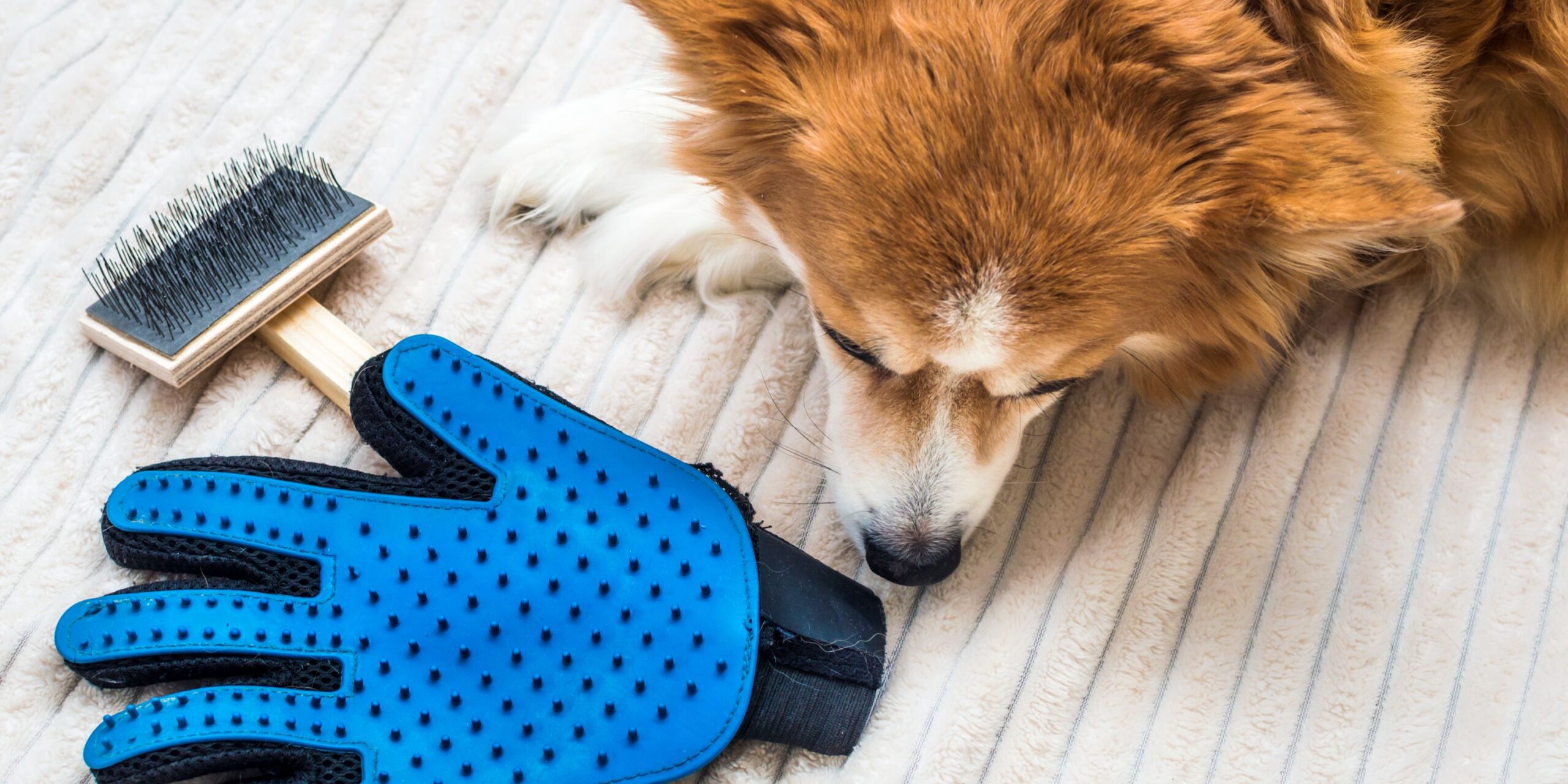 How To Reduce Dog Shedding Naturally Through Diet Changes Scaled