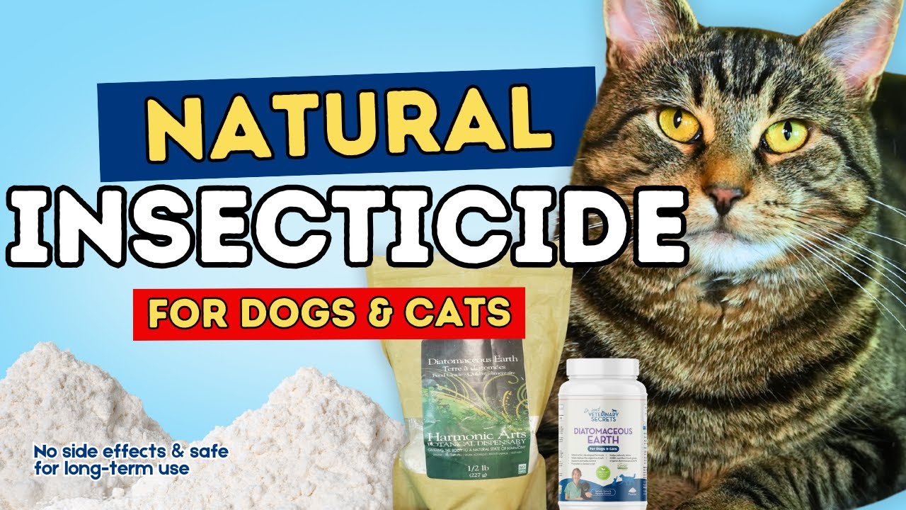 Is Diatomaceous Earth Safe For Dogs As Flea Treatment A Complete Guide For Pet Owners