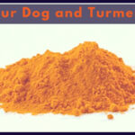 Is Turmeric Good For Dogs With Arthritis A Complete Dose Guide For Pet Owners