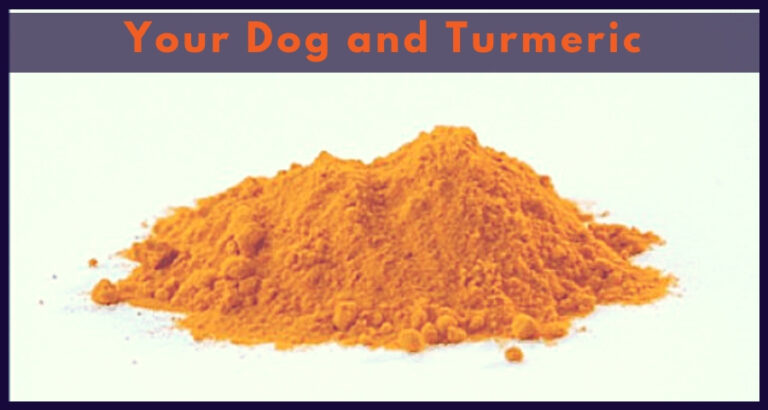 Is Turmeric Good For Dogs With Arthritis A Complete Dose Guide For Pet Owners