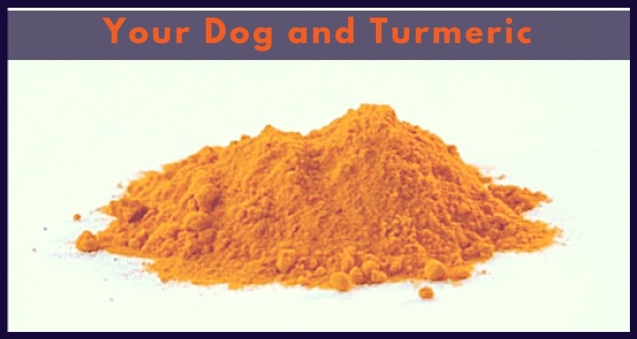 Is Turmeric Good For Dogs With Arthritis A Complete Dose Guide For Pet Owners