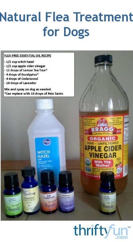 Natural Flea Treatment for Dogs Without Chemicals: Safe, Effective & Vet-Approved Methods
