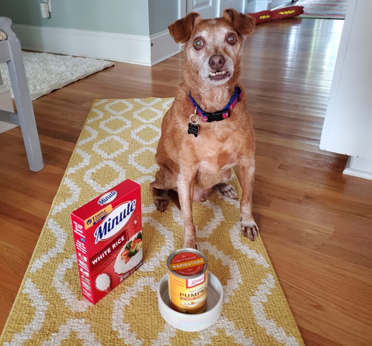 What Can I Give My Dog for an Upset Stomach at Home?